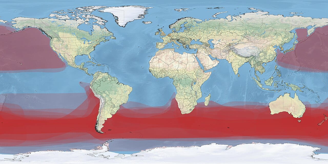The global distribution of albatross species, concentrated in the Southern Ocean with an outlying group in the North Pacific.