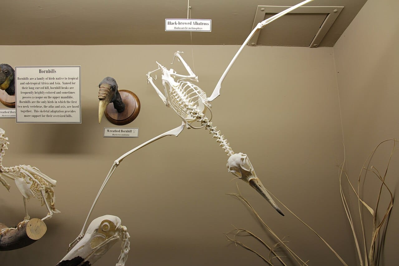 An albatross skeleton. The bones are light and the wing skeleton is proportionally short, with most of the span made up by the primary feathers.
