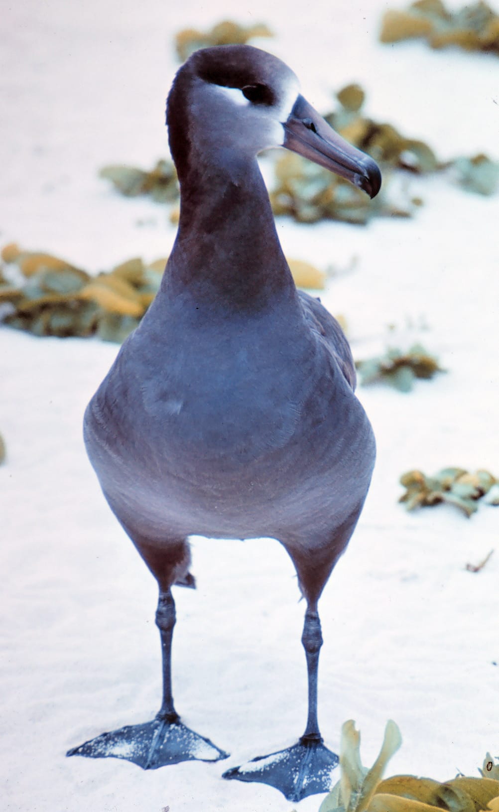 A black-footed albatross. North Pacific species face the same longline and plastic pressures as the southern ones, with the added history of large-scale feather hunting in the nineteenth and early twentieth centuries.