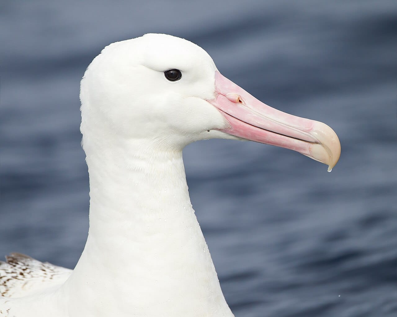 A royal albatross. The tube-shaped nostrils along the bill are characteristic of the order Procellariiformes and vent a salt gland that excretes the salt taken in with seawater.