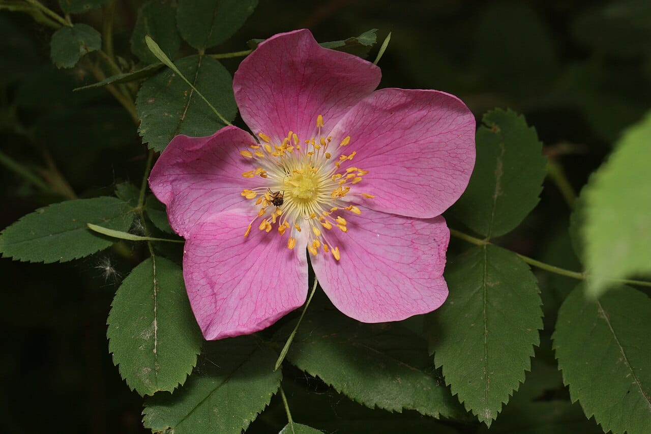 The wild rose, the floral emblem of Alberta, which grows across the province's prairies and foothills. It is so cherished that Alberta is sometimes called Wild Rose Country.