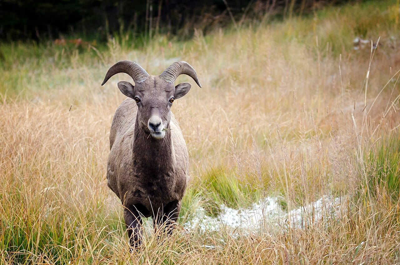 A bighorn sheep in Kananaskis Country in the Alberta Rockies. The province's mountains and foothills shelter abundant wildlife, from sheep and elk to bears.
