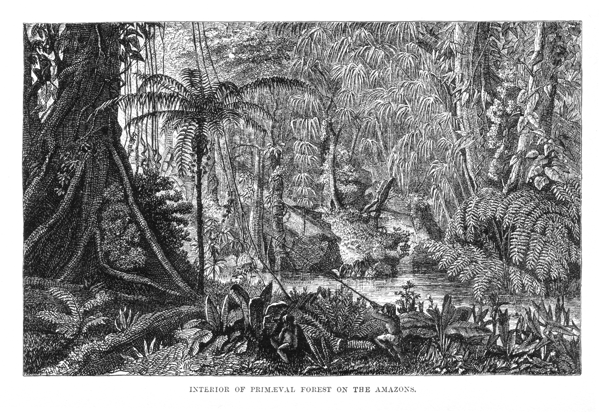 An illustration from Bates's 1863 account of his eleven years exploring the Amazon. Credit: Unknown authorUnknown author (Public domain).