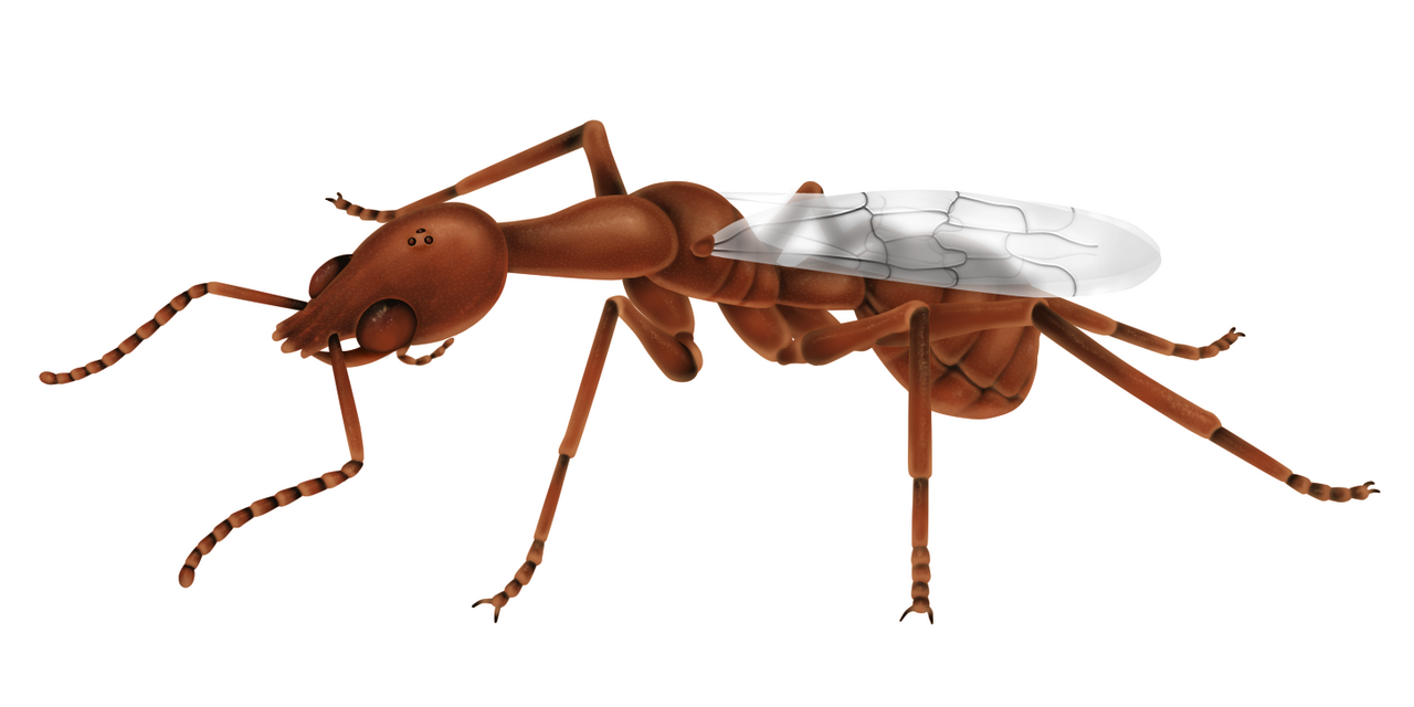 Vulcanidris cratensis, described in 2025 from the Crato Formation of Brazil. At around 113 million years old it is the oldest ant known from a rock fossil, and belongs to the extinct hell ants with upward-facing scythe-like jaws.