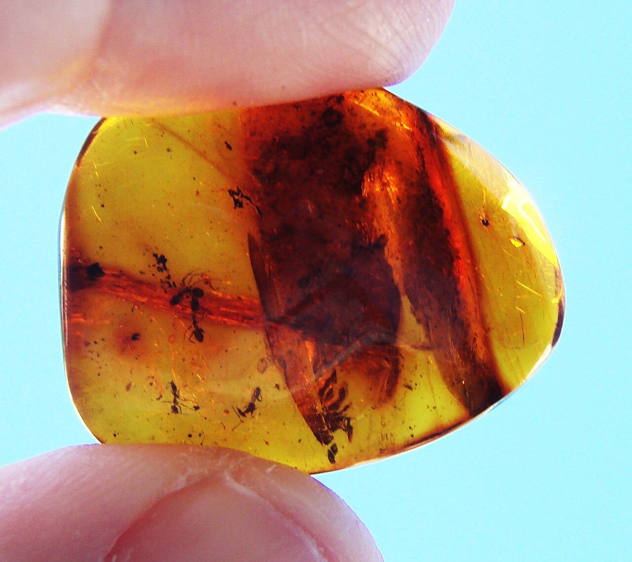 Ants preserved in amber. Amber deposits from the Cretaceous onward provide most of what is known about early ant diversity, since small insects rarely fossilise in rock.