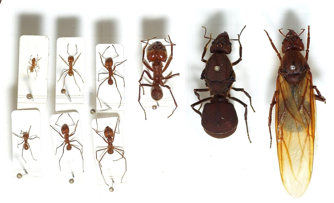 Leafcutter ant castes from a single colony. Workers vary continuously in size and the largest and smallest differ by an order of magnitude in mass, with different roles for each.