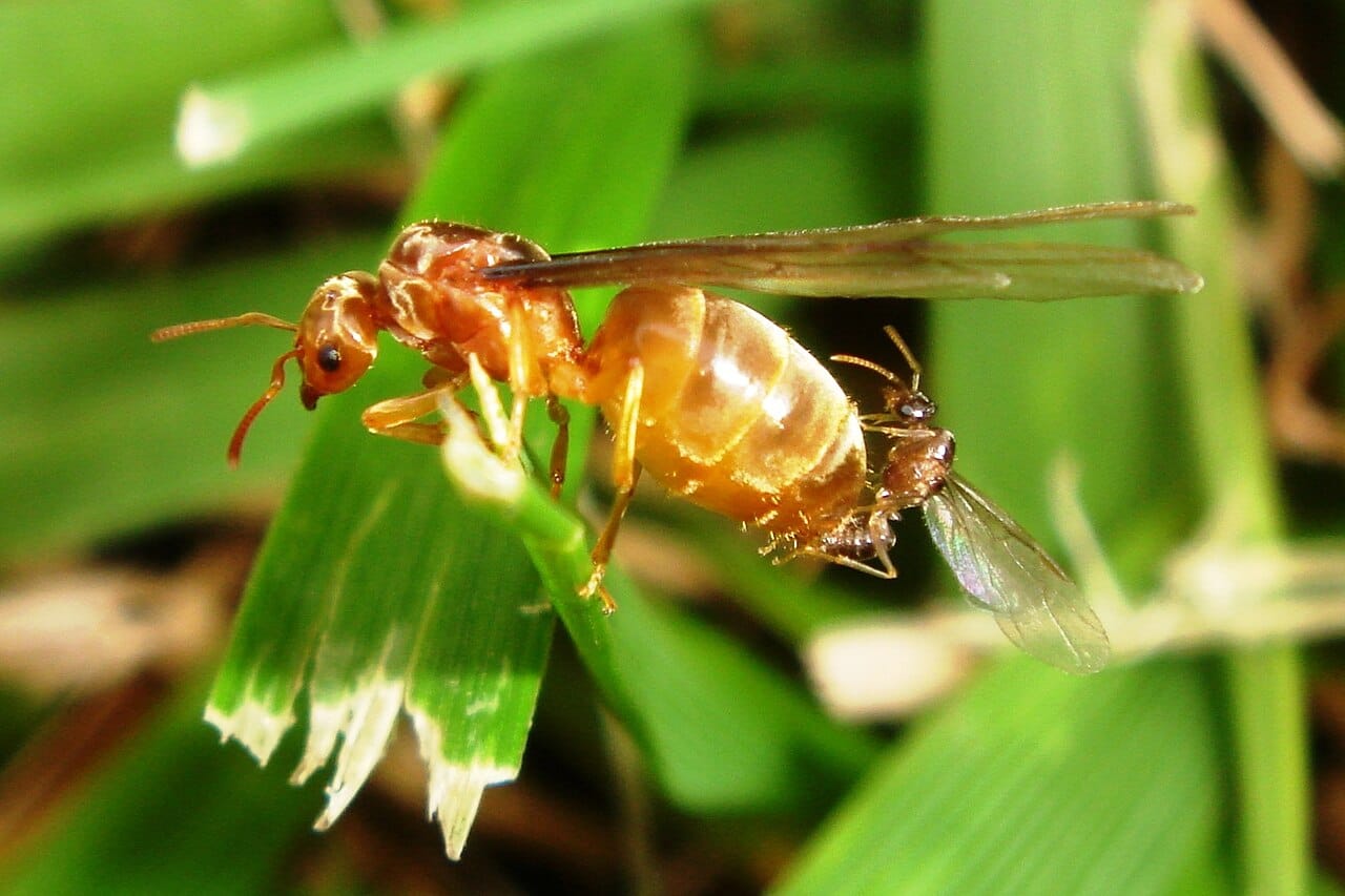 A nuptial flight. Winged reproductives of many colonies emerge synchronously, which floods predators and ensures outbreeding; the females then shed their wings and attempt to found a colony alone.