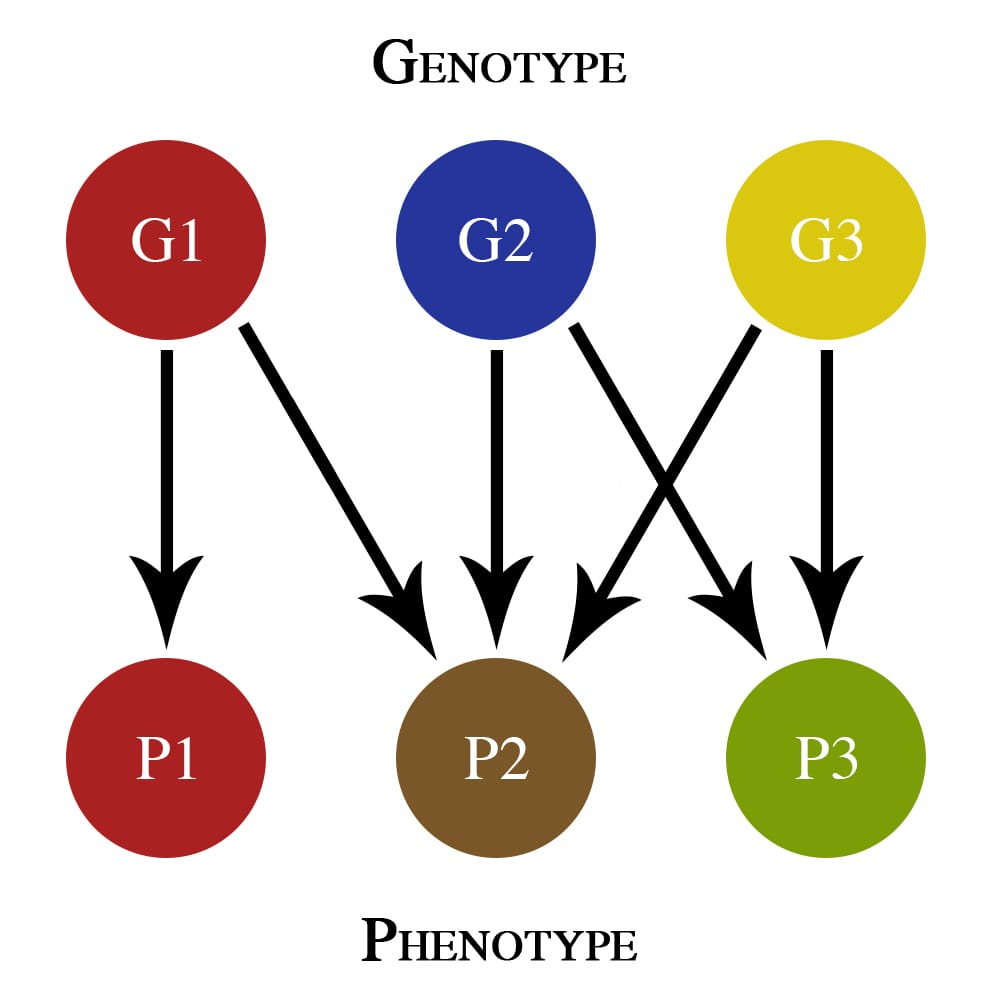 Pleiotropy, in which one gene affects several traits. The hypothesis concerns the case where those effects differ in sign at different ages.