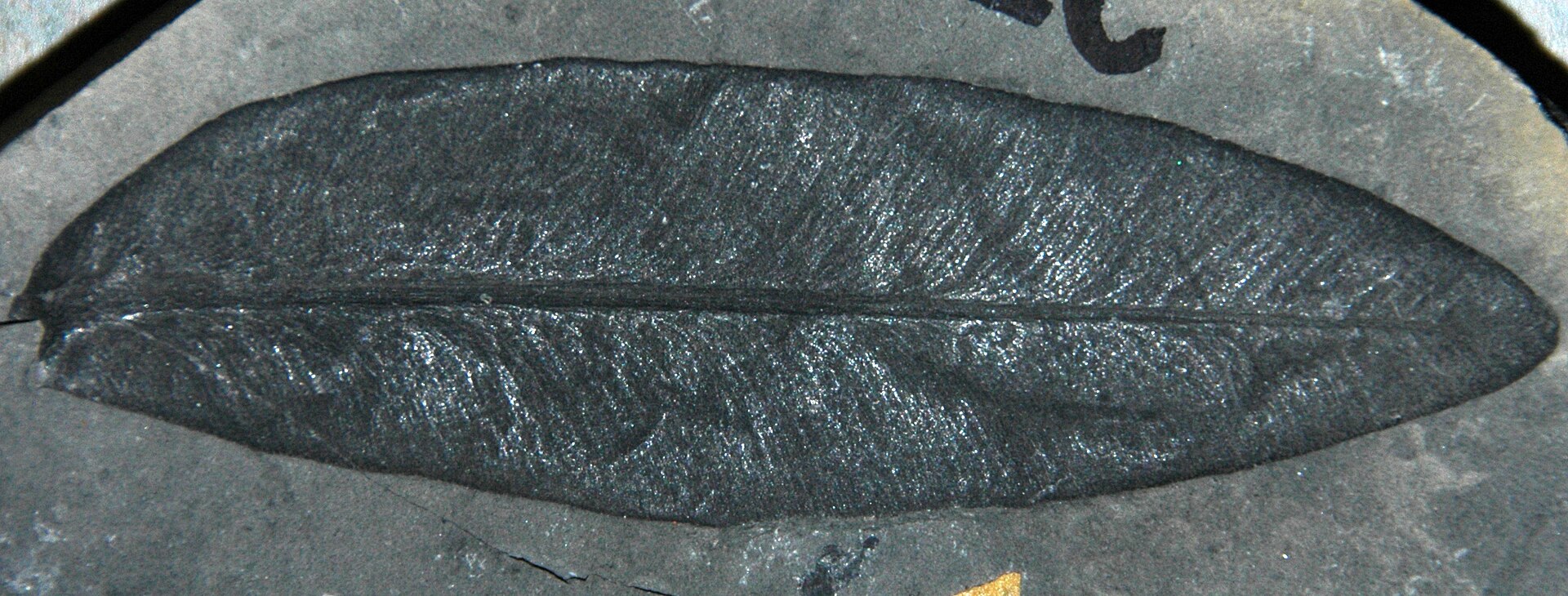 A fossil leaf of Glossopteris, an ancient plant whose remains in Antarctica helped prove the continents were once joined. Credit: James St. John (CC BY 2.0).
