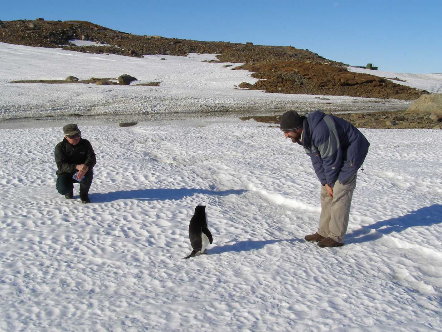 In the brief summer, the Antarctic coast teems with life even as the interior stays frozen. Credit: Roux (CC BY-SA 3.0).