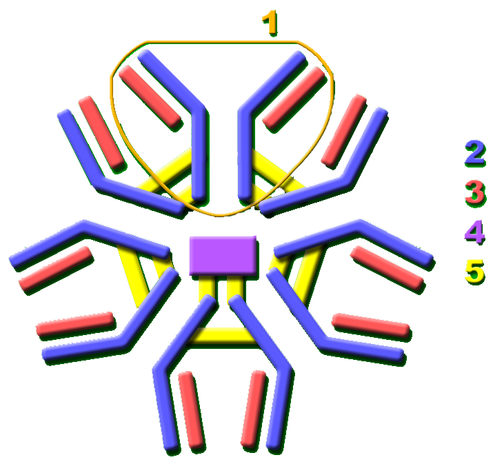 IgM, which assembles into a five-armed complex. Its many binding sites compensate for the lower individual binding strength typical of a first response.