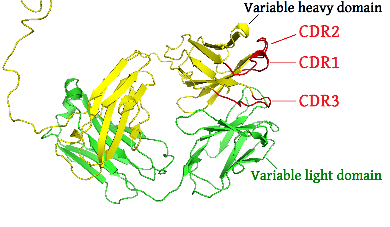 The binding loops at the tip of an antibody arm. Variation is concentrated in these small regions, which is what makes an enormous range of specificities possible from one basic design.