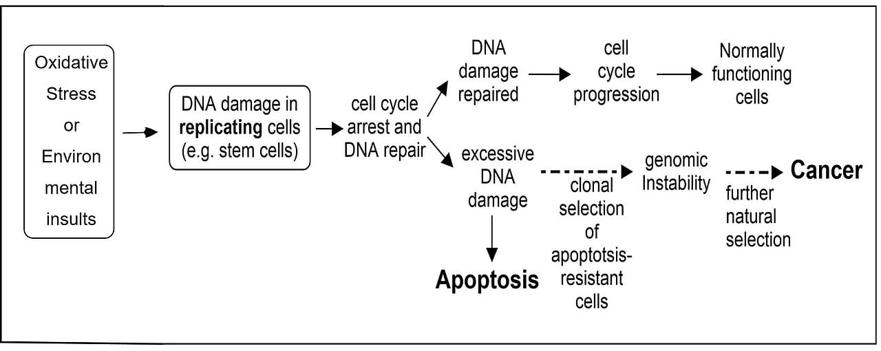 DNA damage leading either to repair, to apoptosis, or to cancer. Which outcome follows is the decision apoptosis exists to make.