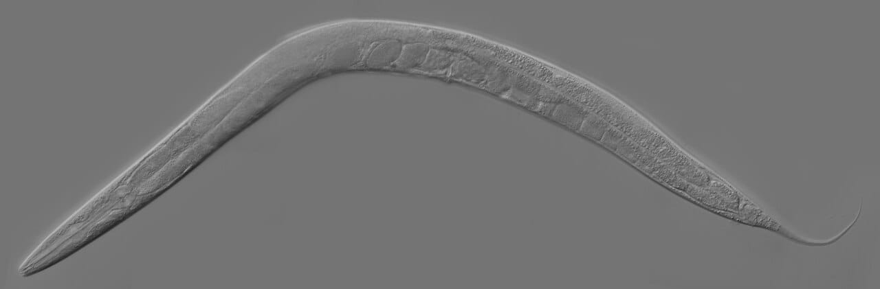 Caenorhabditis elegans. Every cell division in its development has been mapped, and exactly 131 of the 1,090 cells generated die on schedule.