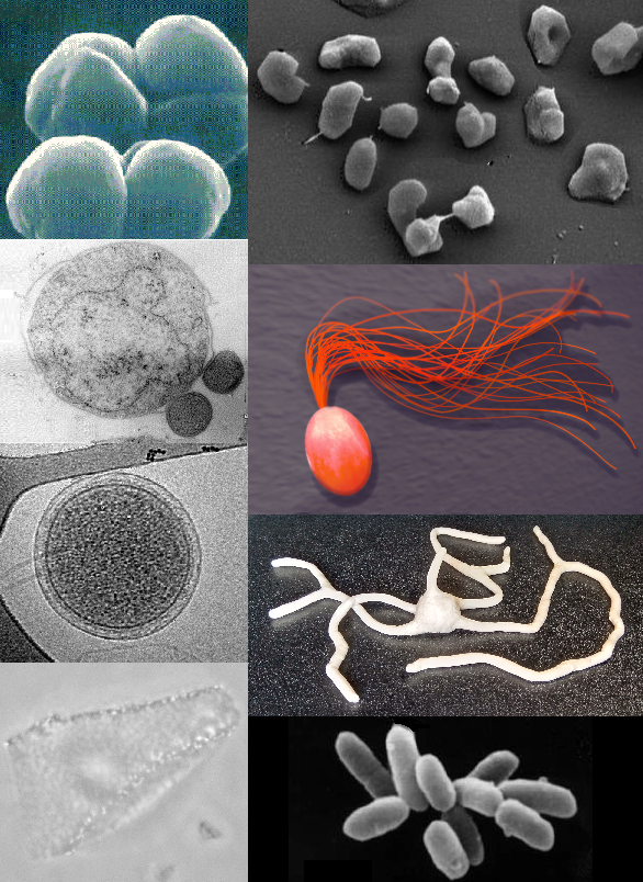 Archaeal cells. They resemble bacteria in size and general appearance, which is why they were classified as bacteria until molecular methods separated them.