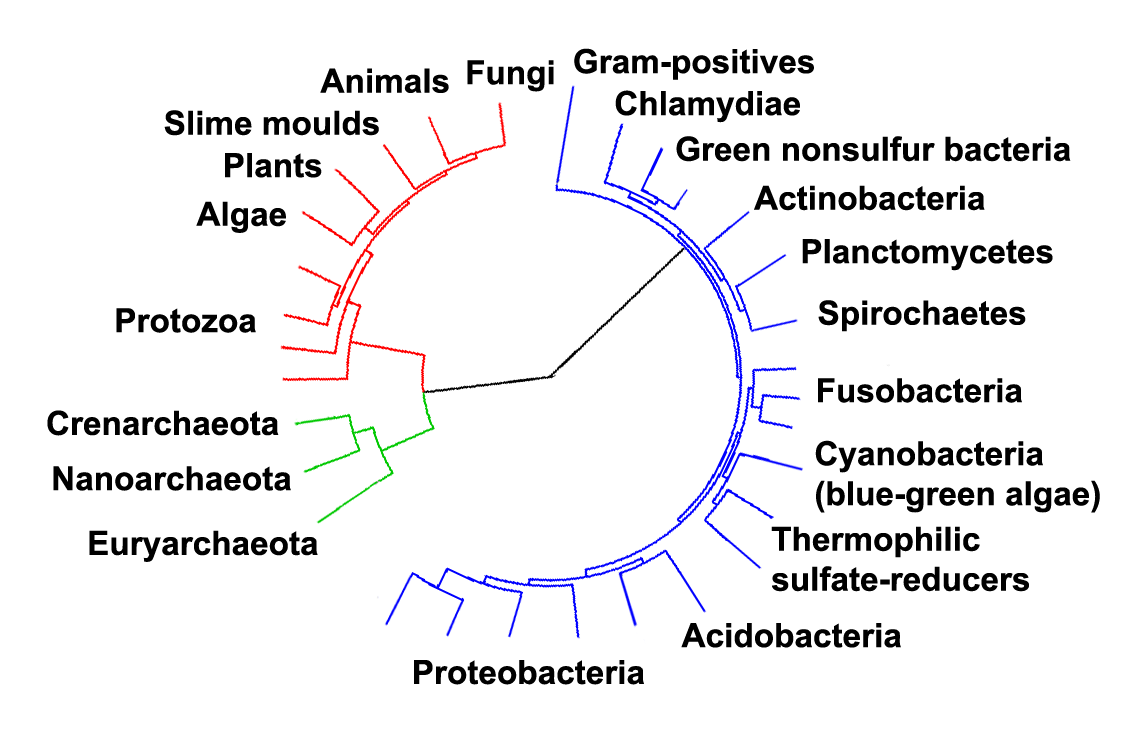 A simplified tree of life. Molecular evidence places eukaryotes as arising from within the archaea rather than as a separate branch alongside them.