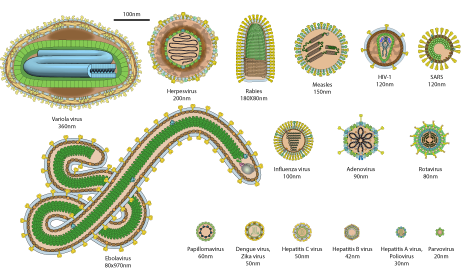Virions of several common human viruses, shown to scale.