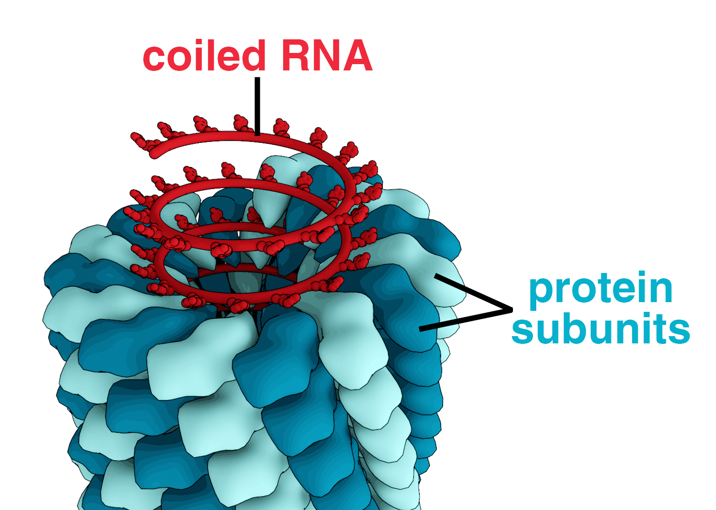 A model of a virus, essentially a strand of genetic material in a protein shell.