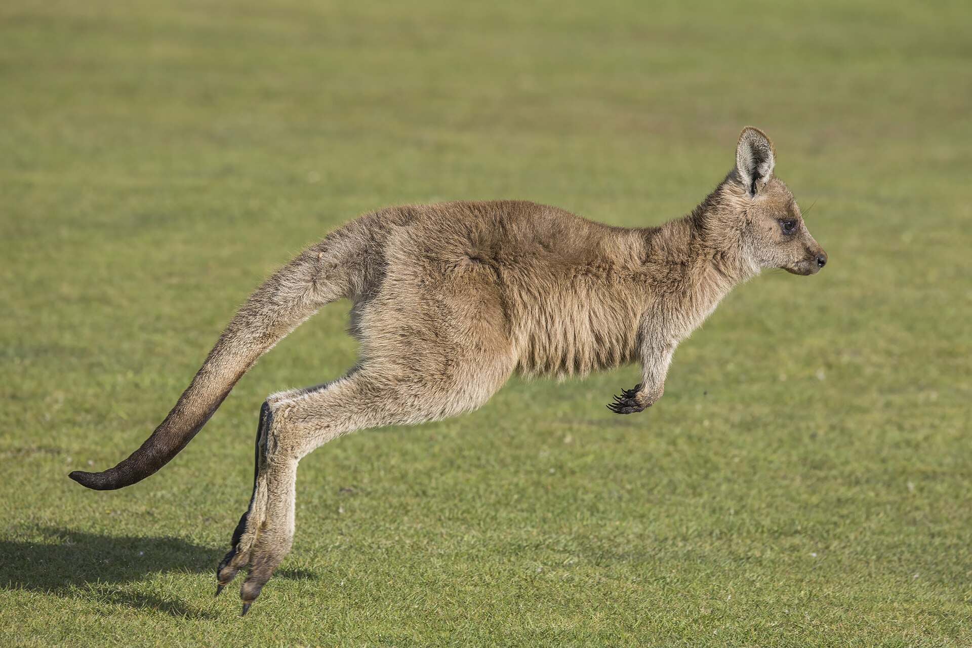 A kangaroo, one of the marsupials unique to Australia. The continent's long isolation produced wildlife found nowhere else on Earth.