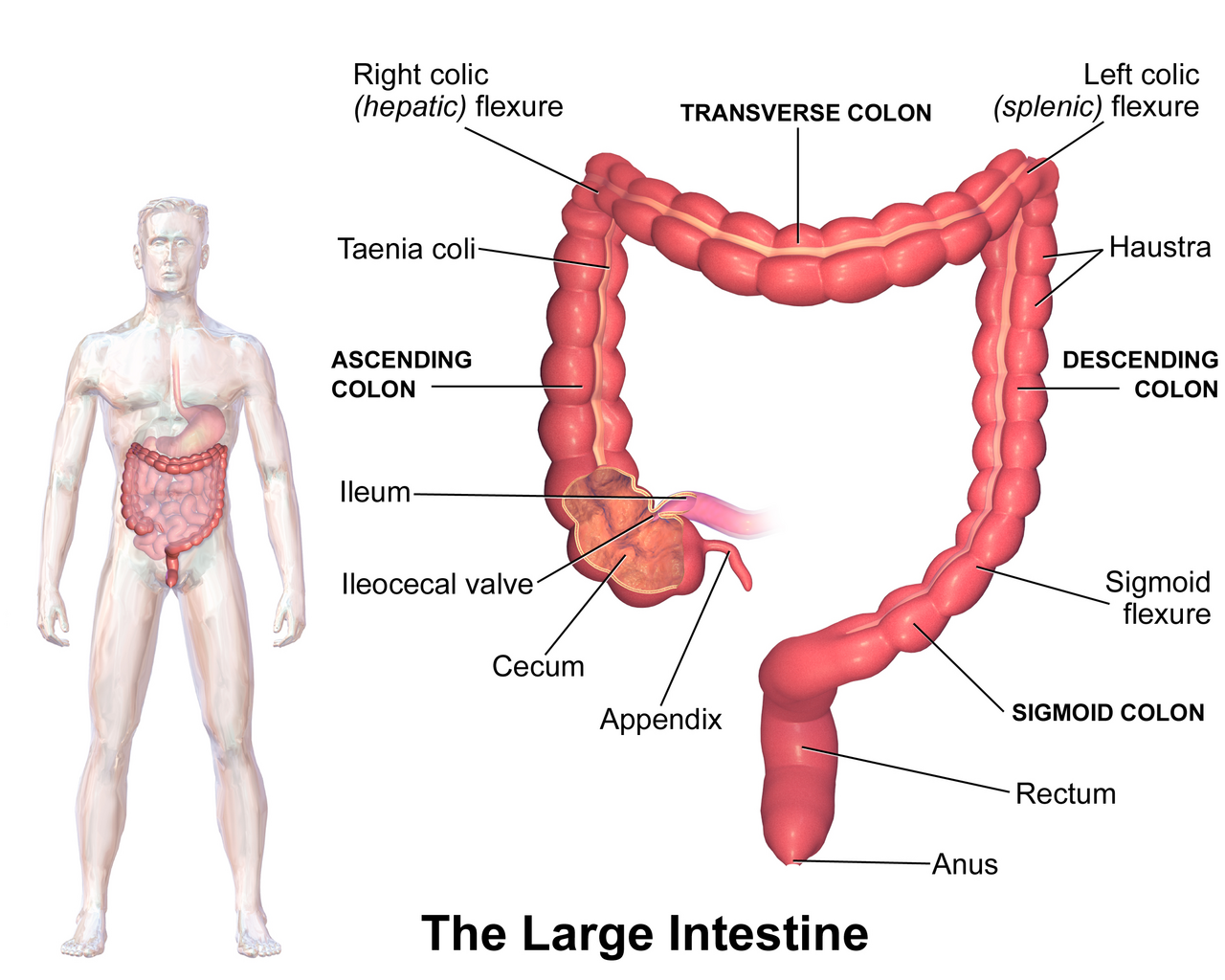 The large intestine. Its function is chiefly the absorption of water and electrolytes and the housing of the gut microbiota, not the storage of material that poisons the body.