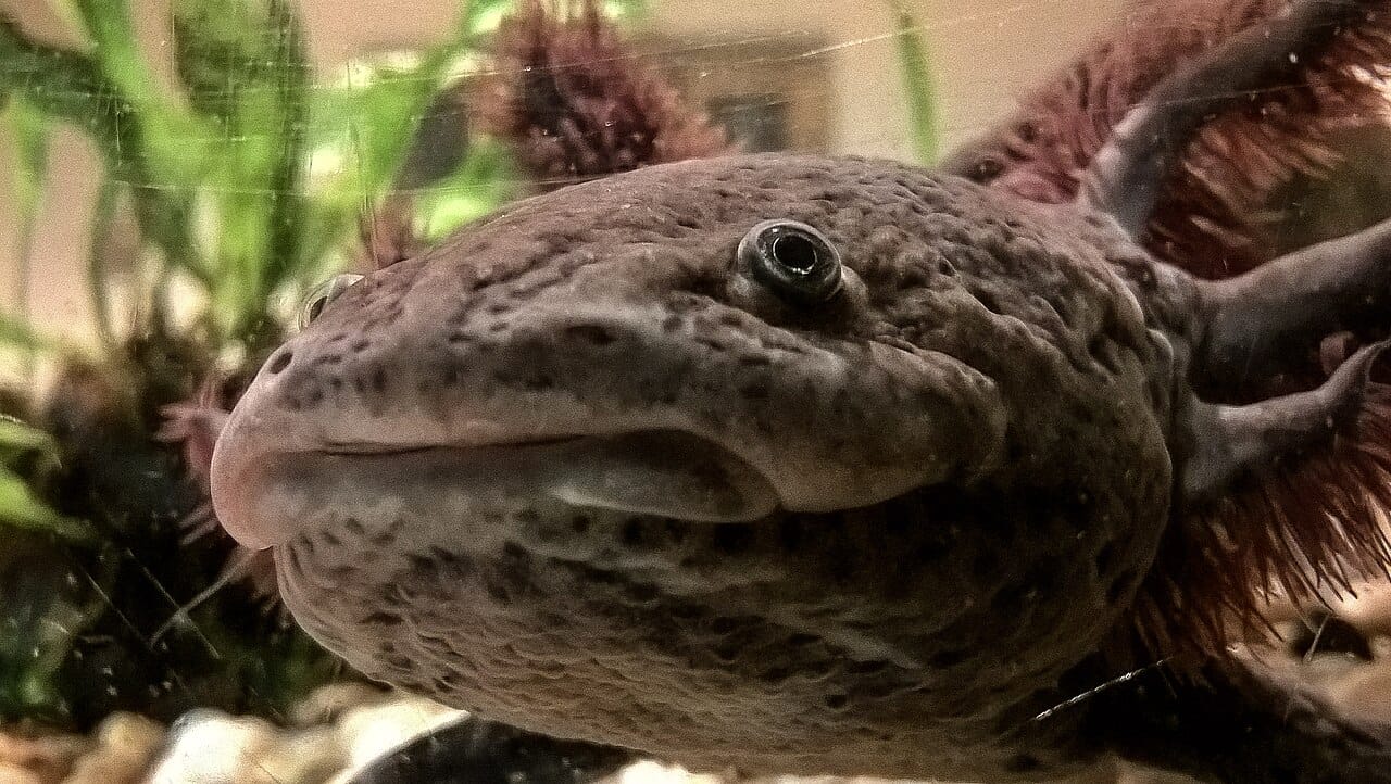 The head of an axolotl. The wide mouth is used for suction feeding: the animal opens rapidly and draws in water and prey together.