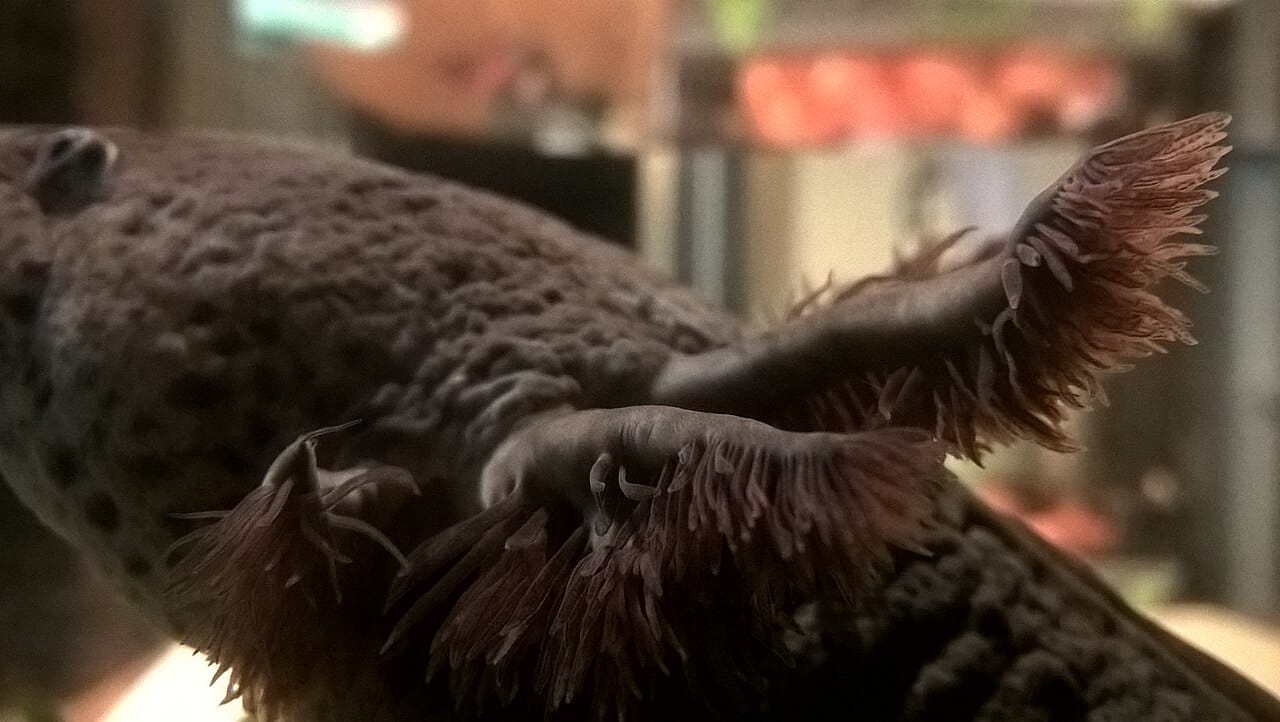 The external gills of an axolotl. In other Ambystoma salamanders these are resorbed at metamorphosis; the axolotl keeps them for life.