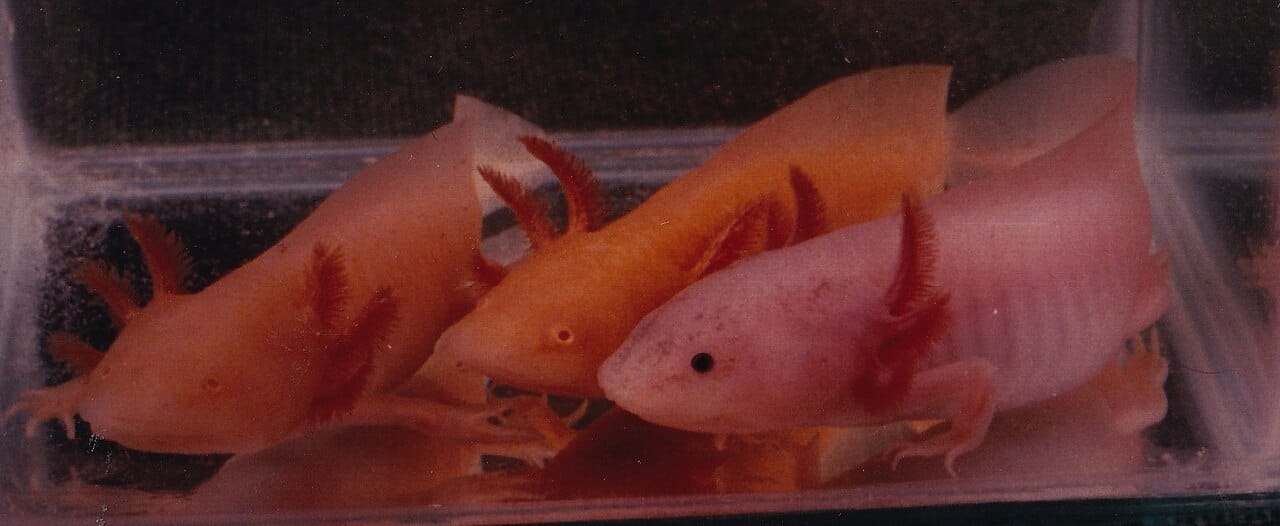 Colour variants of the axolotl. The pale pink form familiar from aquariums and laboratories is a leucistic variant; wild animals are dark and mottled.