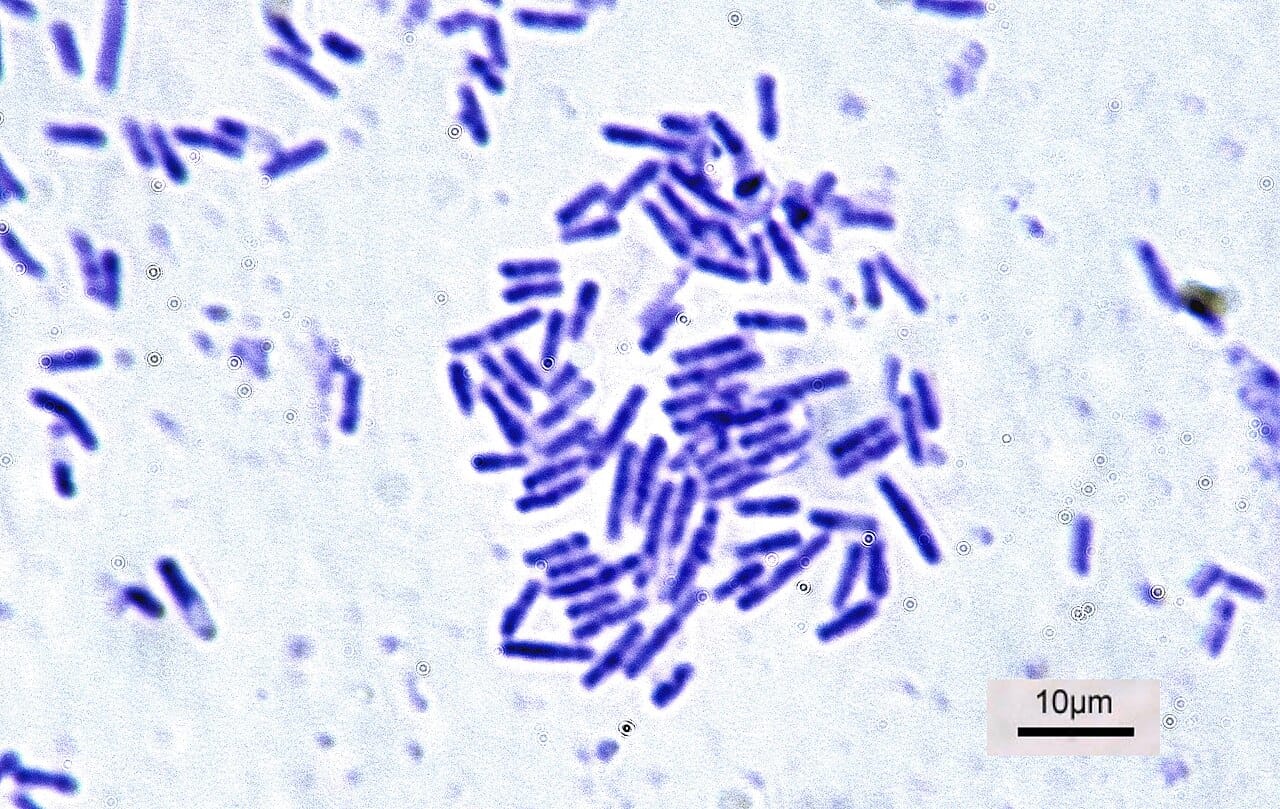 Bacillus subtilis. Shape is one of the basic classification criteria, with rods, spheres and spirals being the common forms.