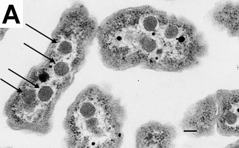 Internal structures in a bacterial cell. Prokaryotes were long assumed to have no internal organisation, and several specialised compartments have since been identified.