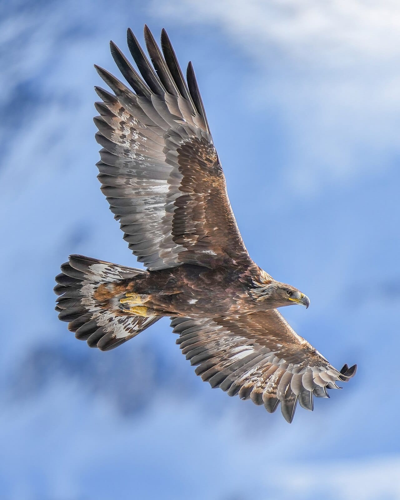 A golden eagle. It is a true eagle of a different genus, is widespread across the northern hemisphere, and is routinely confused with immature bald eagles in North America.