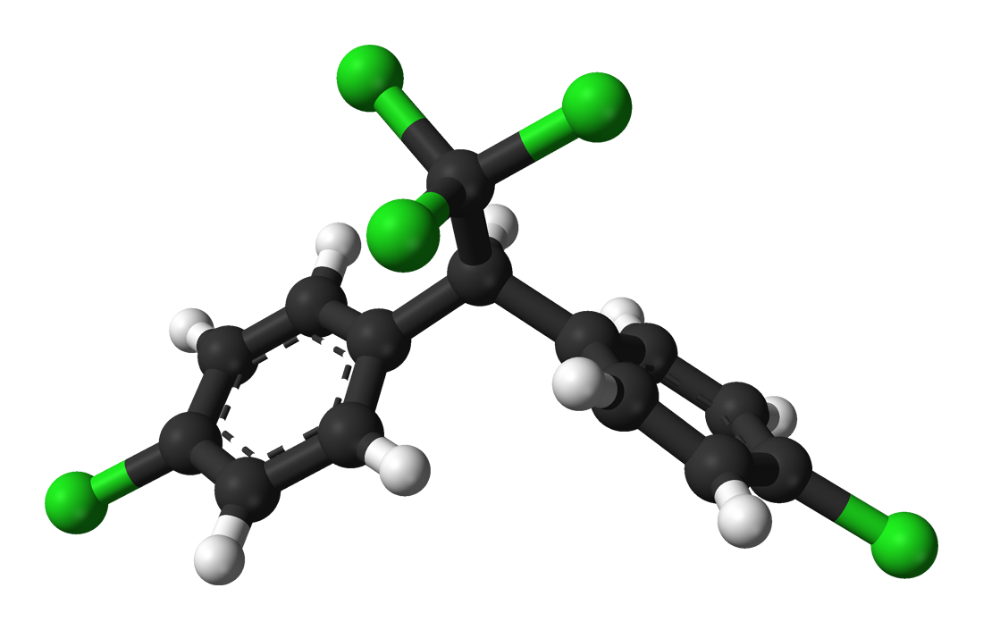 DDT. The insecticide itself was not acutely toxic to eagles; its persistent breakdown product disrupted calcium deposition, so eggshells thinned and broke under the incubating parent.