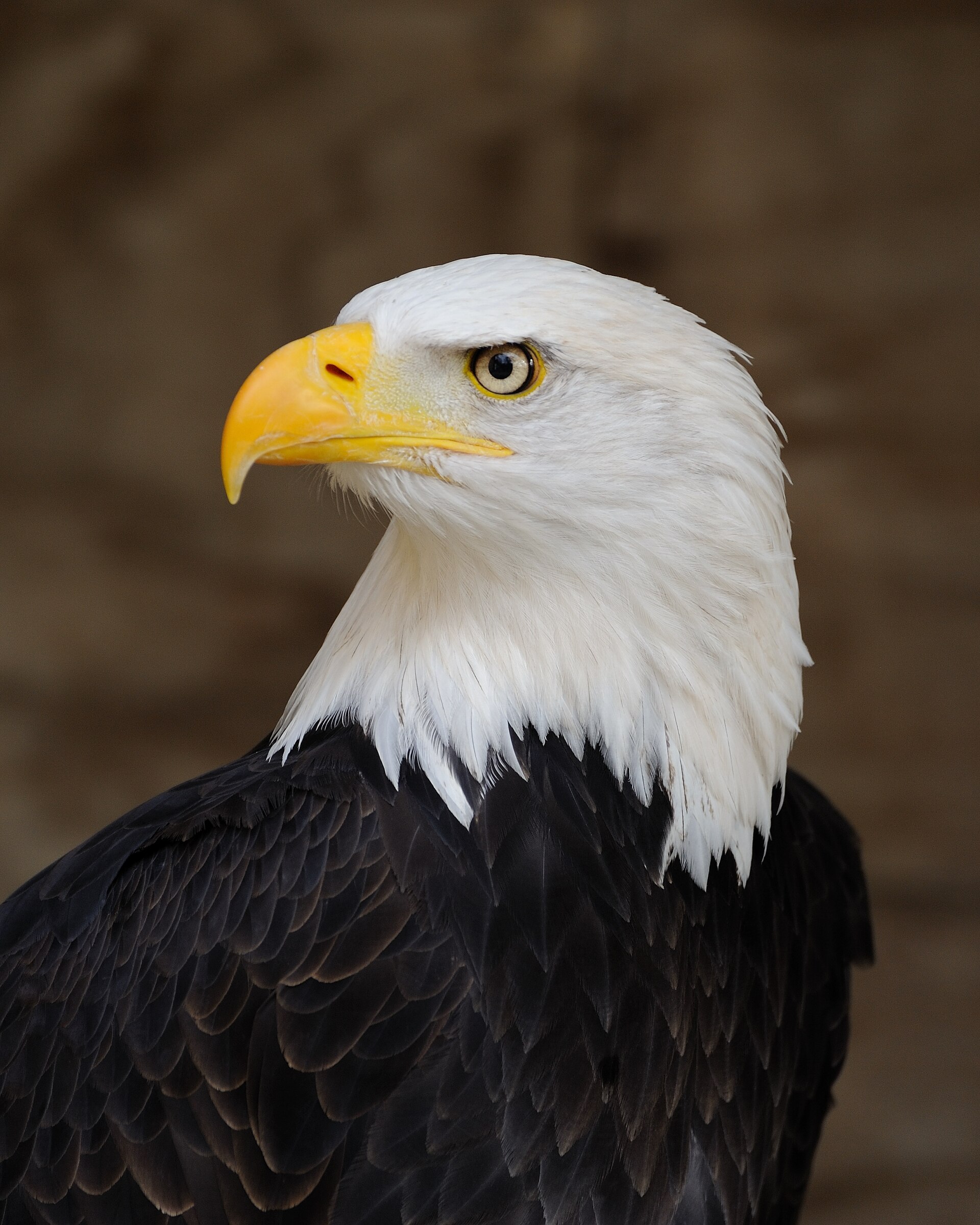 A close portrait of a bald eagle, showing the white head and heavy yellow beak that make it so recognisable. Credit: Saffron Blaze (CC BY-SA 3.0).