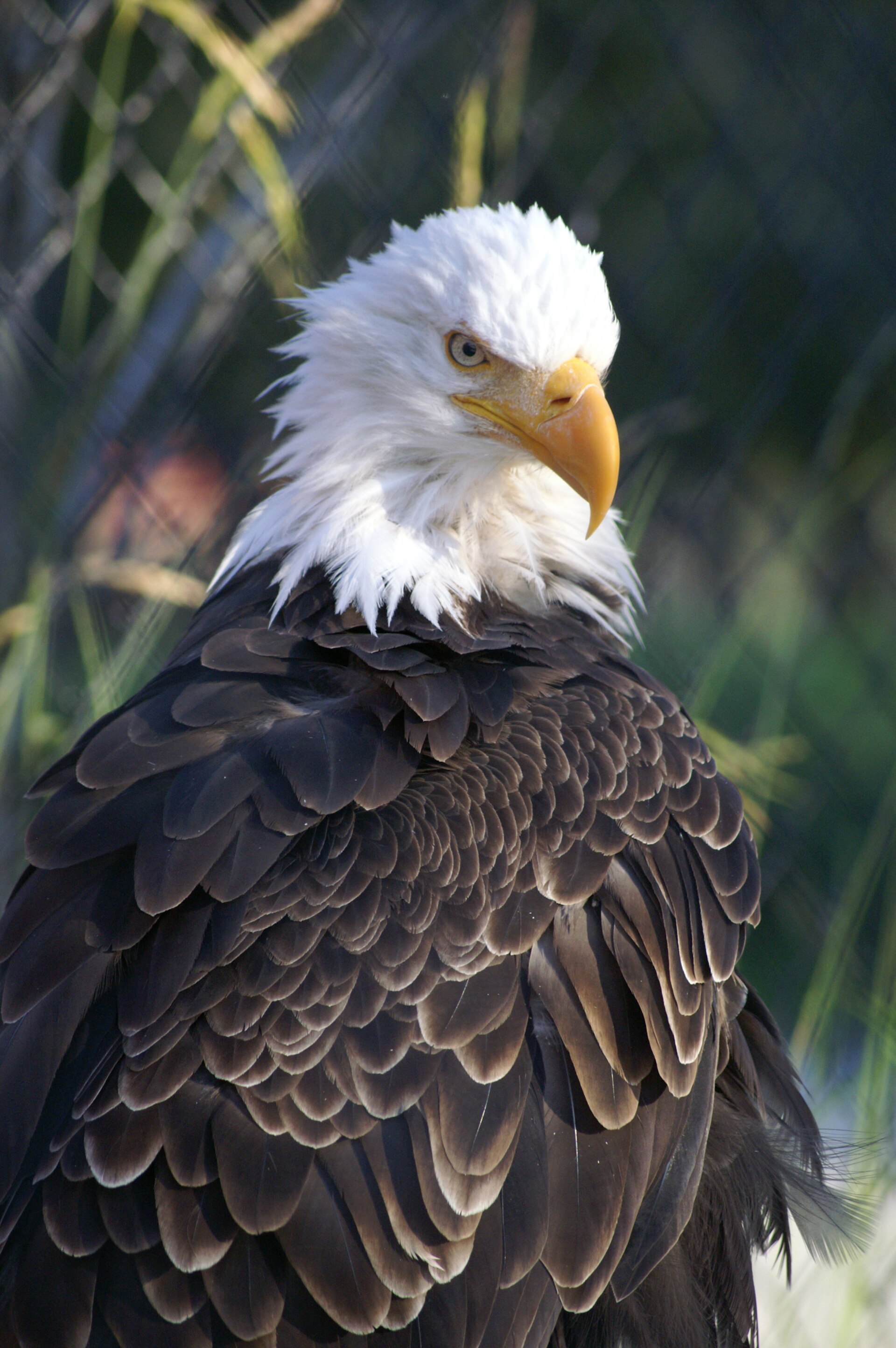 The plumage of a bald eagle; young birds are brown and take years to develop the white head. Credit: Nirajha (CC BY-SA 4.0).