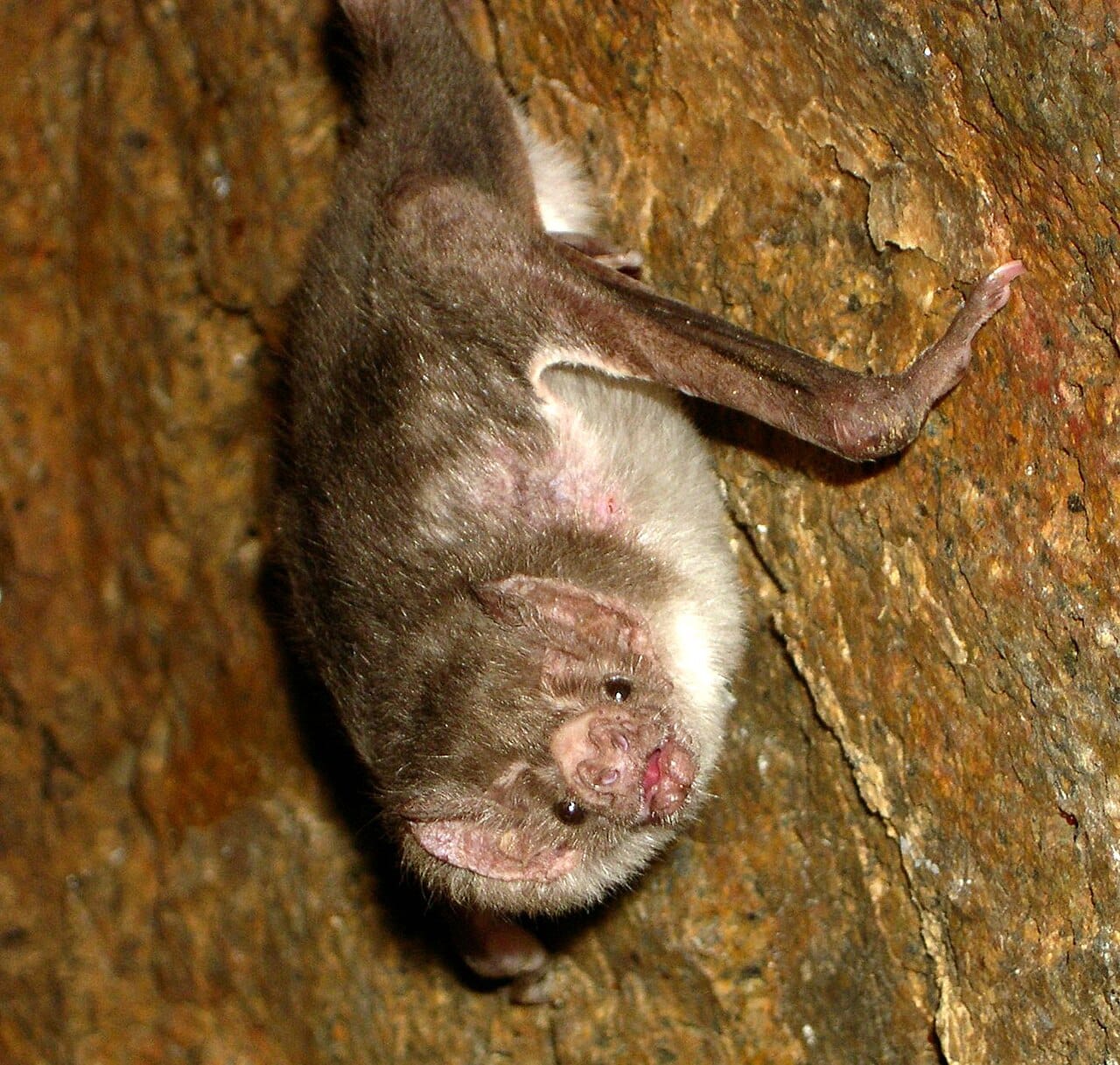 A common vampire bat. Three species feed on blood, all in the Americas, and their saliva contains an anticoagulant that has been investigated as a stroke treatment.