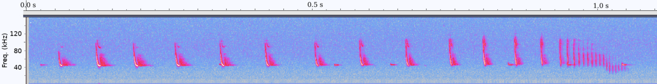 A spectrogram of echolocation calls. Each sweep is a single pulse; the bat reads the delay and frequency shift of the returning echo to locate an object.