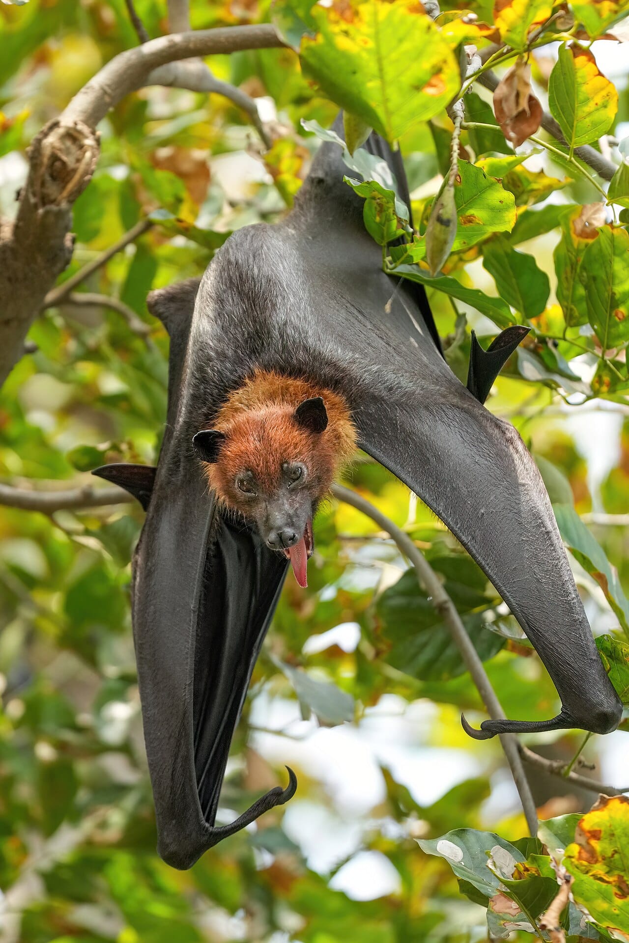 An Indian flying fox. The large fruit bats of the Old World tropics do not echolocate, navigating by sight and smell, and are important seed dispersers and pollinators.