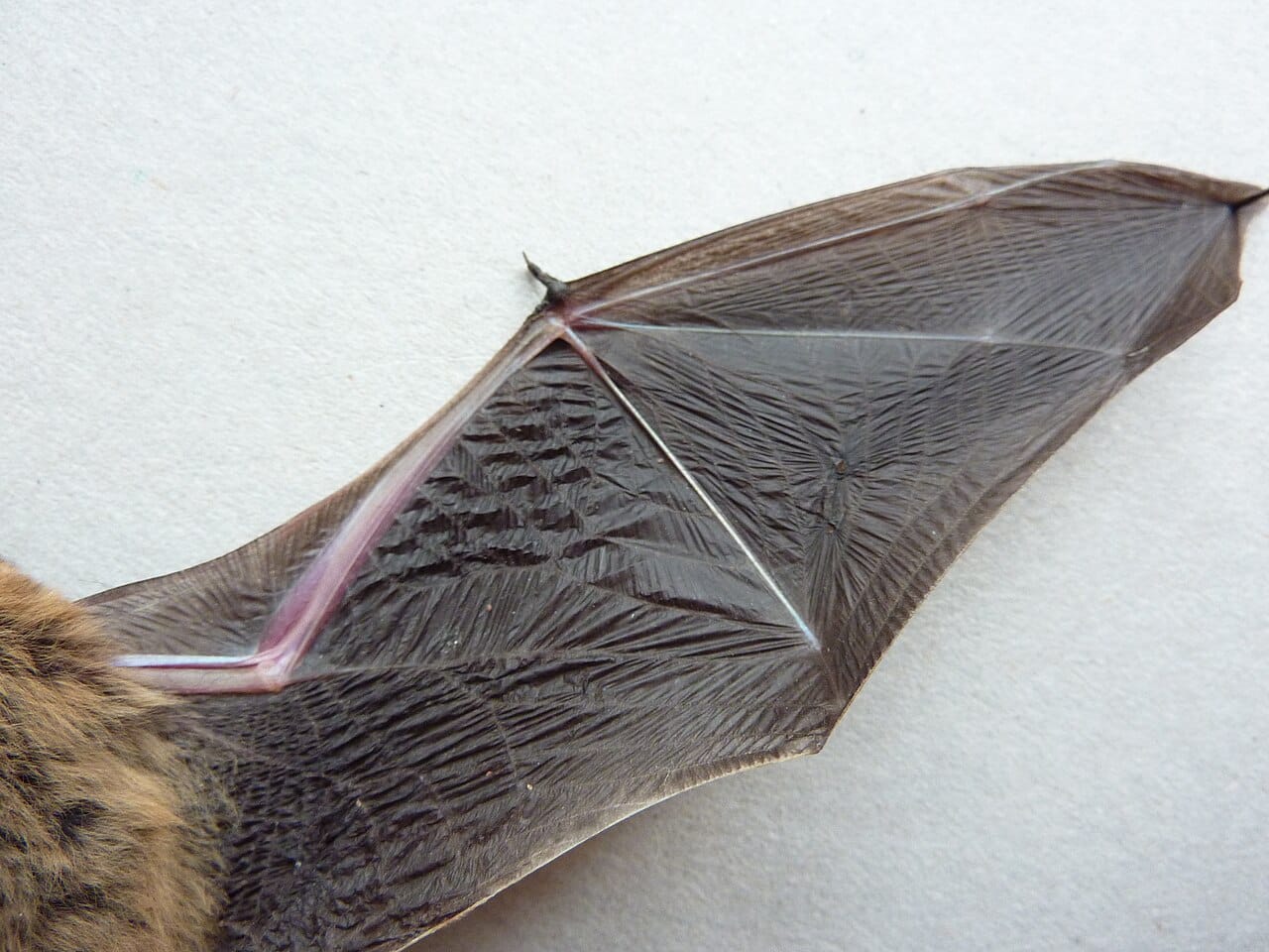 The underside of a bat wing. The membrane is stretched between enormously elongated finger bones, and the pattern of the digits is directly comparable to a human hand.