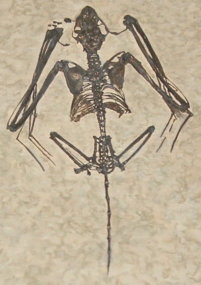 An early bat fossil. The oldest well-preserved bats, from the Eocene around 52 million years ago, already had fully formed wings, which leaves the transition to flight undocumented.