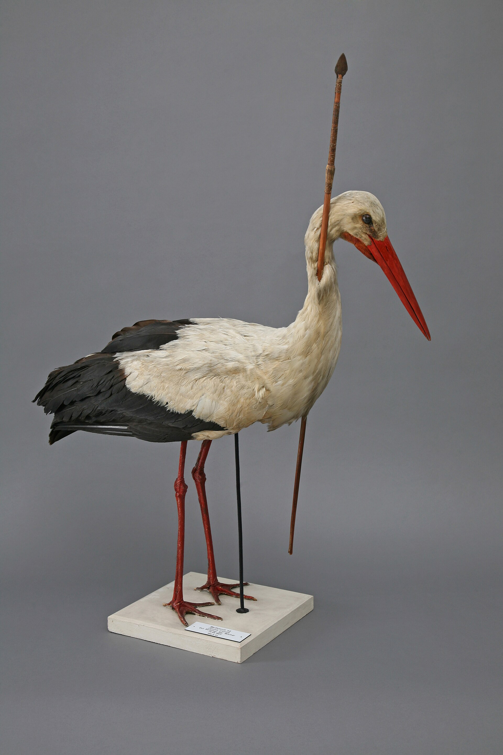 A "Pfeilstork," a stork found with an African arrow, an early clue that birds migrate vast distances.