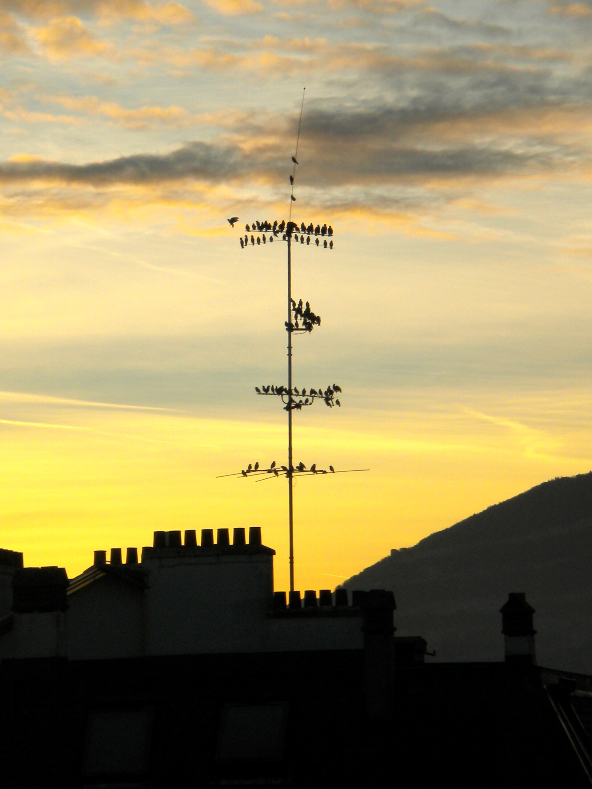 A flock of starlings; how whole flocks navigate together adds to the mystery.