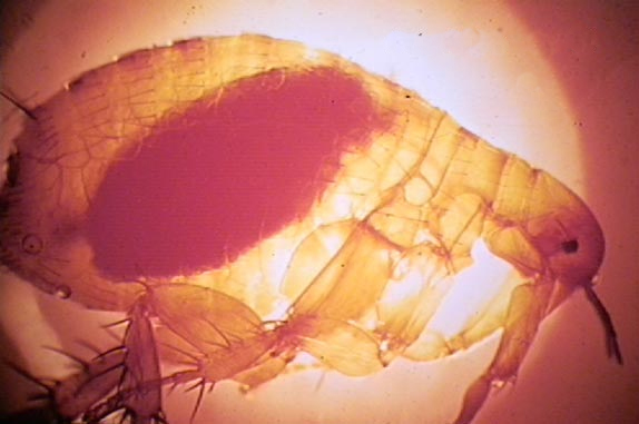 A flea, the tiny carrier that spread the plague from rats to people.