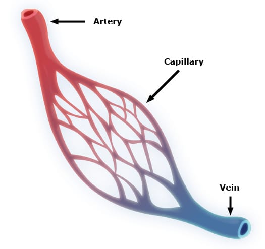 Brain capillaries. Their tight junctions and efflux pumps exclude the great majority of drug molecules, which is the central problem in treating neurological disease.