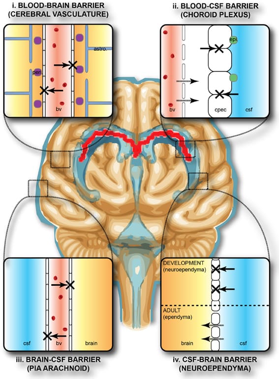 The layered barriers protecting the brain. The blood-brain barrier is a property of the capillary walls rather than a membrane around the organ.