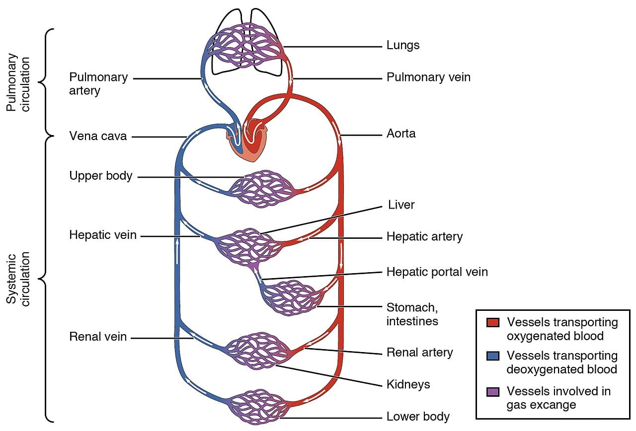 Blood flow through the heart. Harvey established the closed circuit, with the right side supplying the lungs and the left the body, from calculation and simple demonstrations.