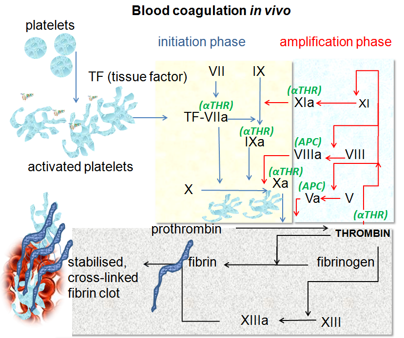 The pathway as it is now understood to run in a living vessel, initiated by tissue factor and dominated by thrombin feedback. The contact factors sit outside the main route.