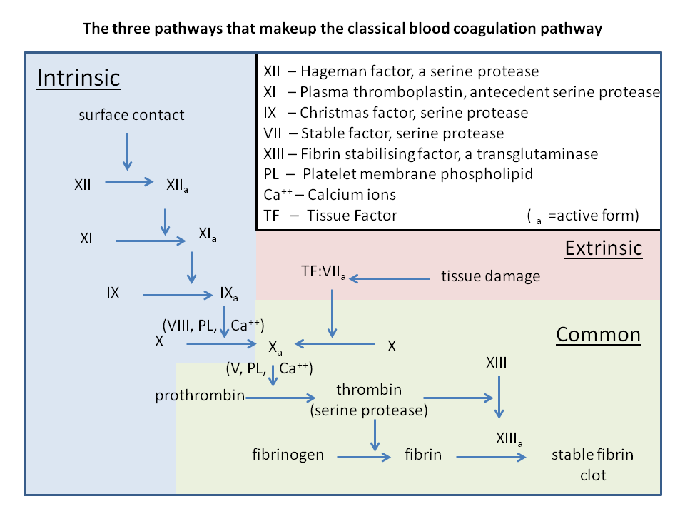 The classical cascade, with an intrinsic and an extrinsic pathway converging on a common one. This diagram describes the laboratory tests accurately and the living vessel only loosely.