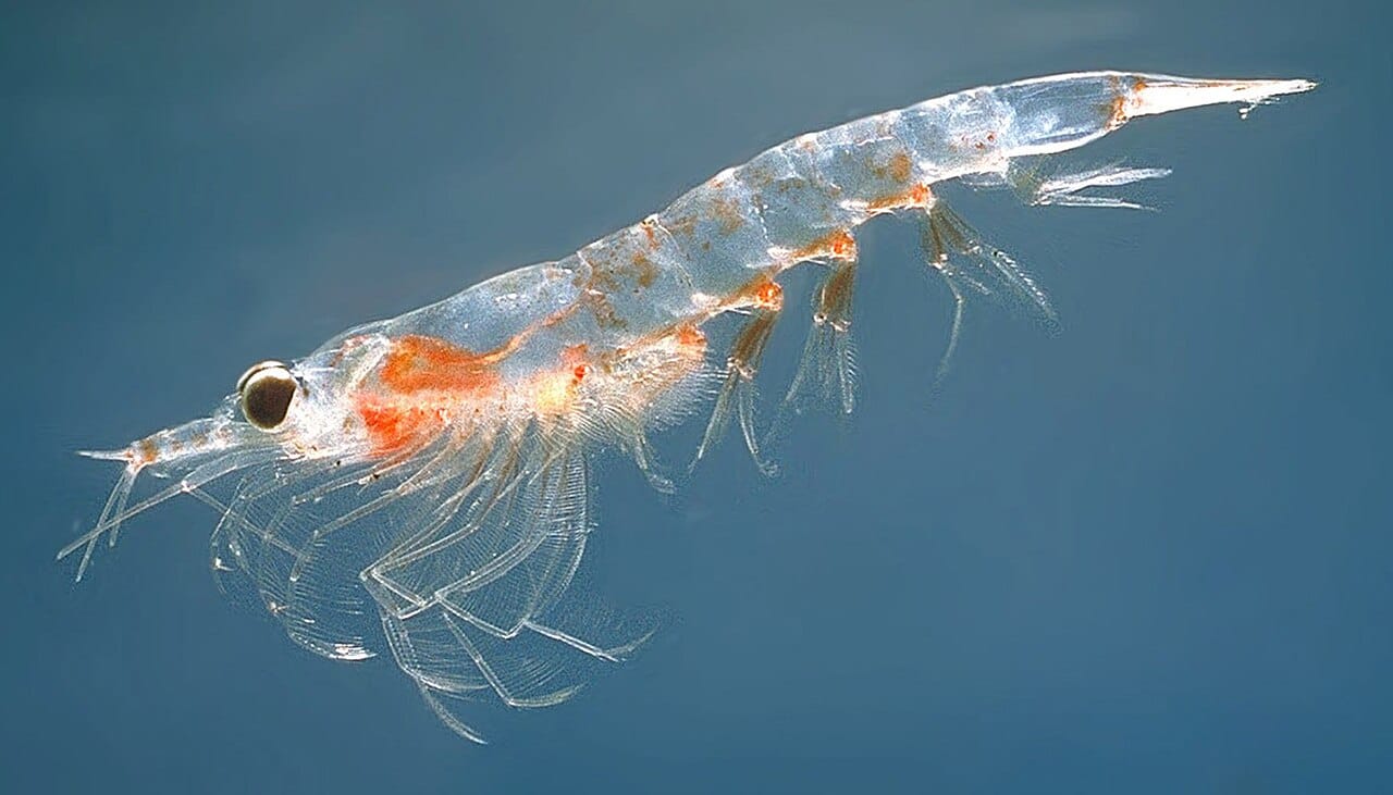 Krill. A blue whale can consume several tonnes a day in season, taken from swarms dense enough to make each lunge worth its cost.