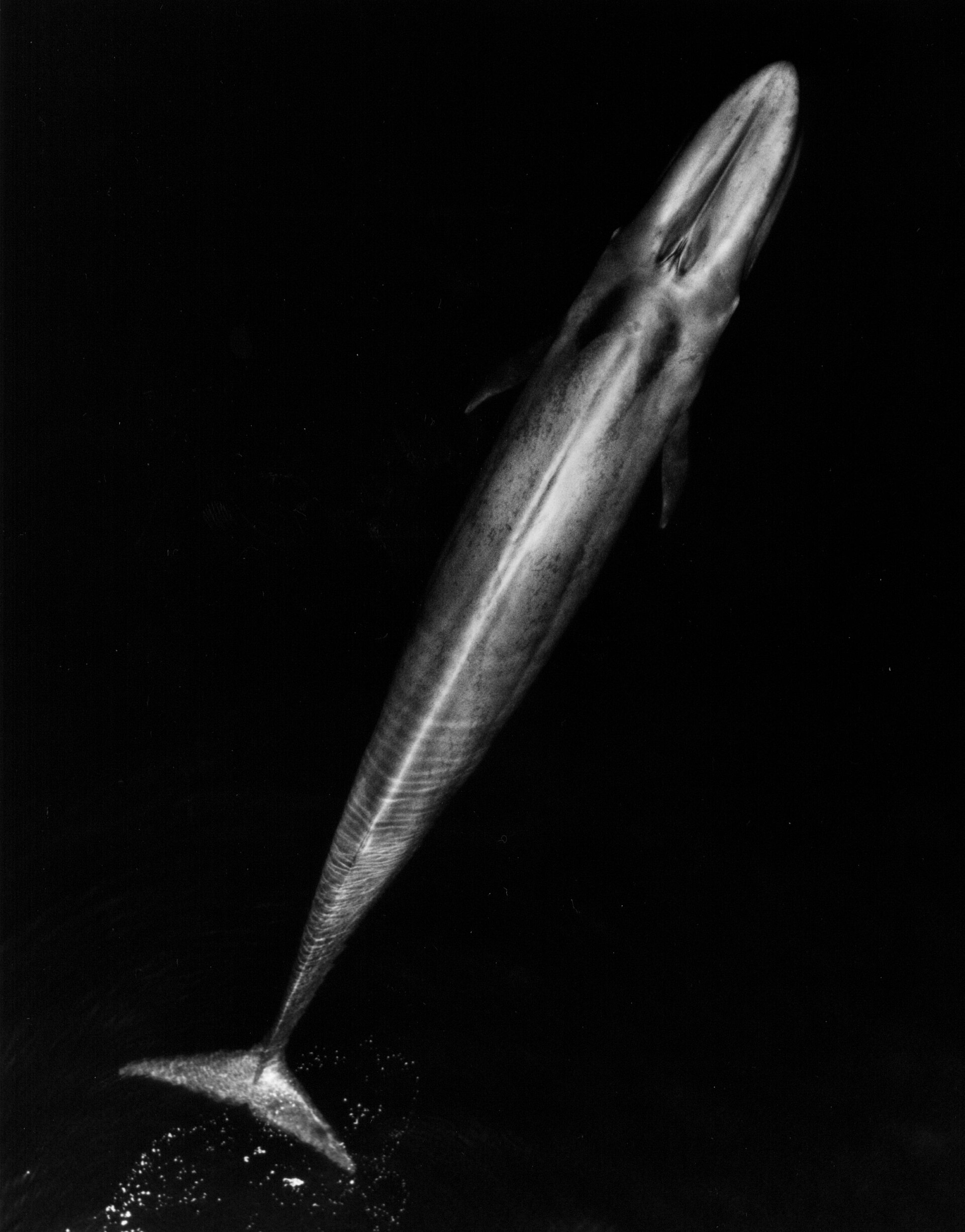 A blue whale at the surface, its body stretching far beyond the length of any other living animal. Credit: NOAA Fisheries (TBjornstad 11:17, 18 April 2007 (UTC)) (Public domain).