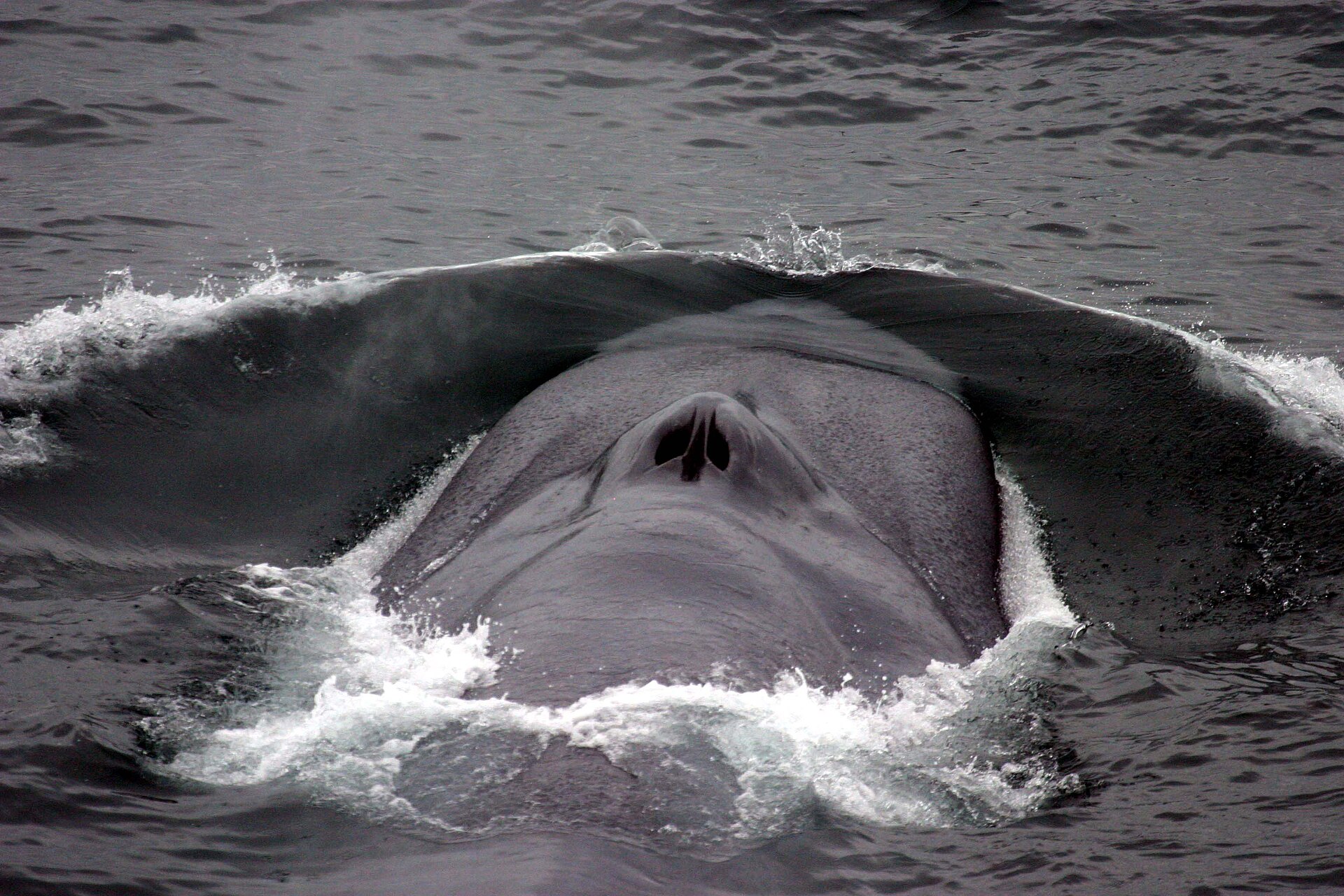 A blue whale surfacing to breathe, spouting through the blowholes on top of its head. Credit: NOAA (Public domain).