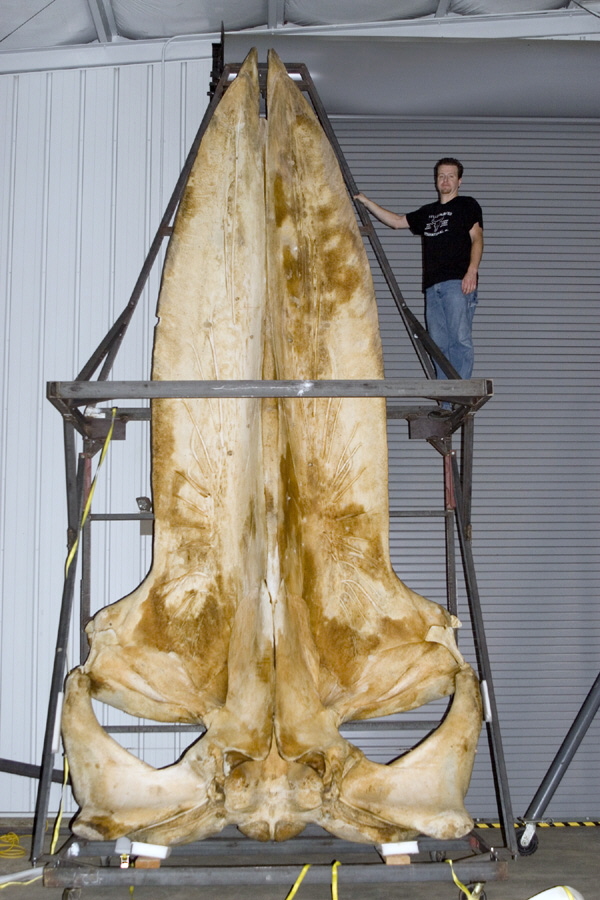 A blue whale skull nearly six metres long, a measure of the animal's staggering size. Credit: Sklmsta (CC0).